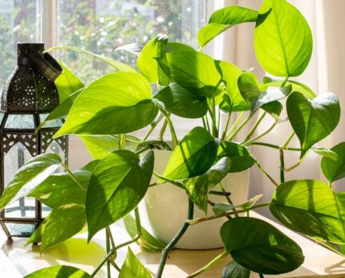 پنجره upvc و نور مورد نیاز گیاهان