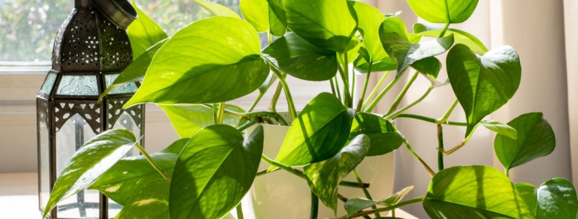 پنجره upvc و نور مورد نیاز گیاهان